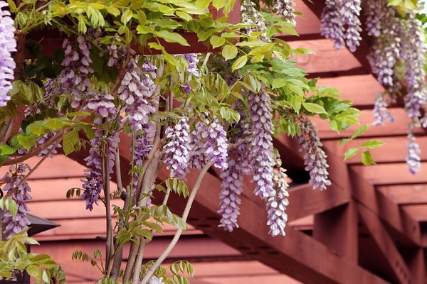 The summer pergola: inspiration and decorating ideas