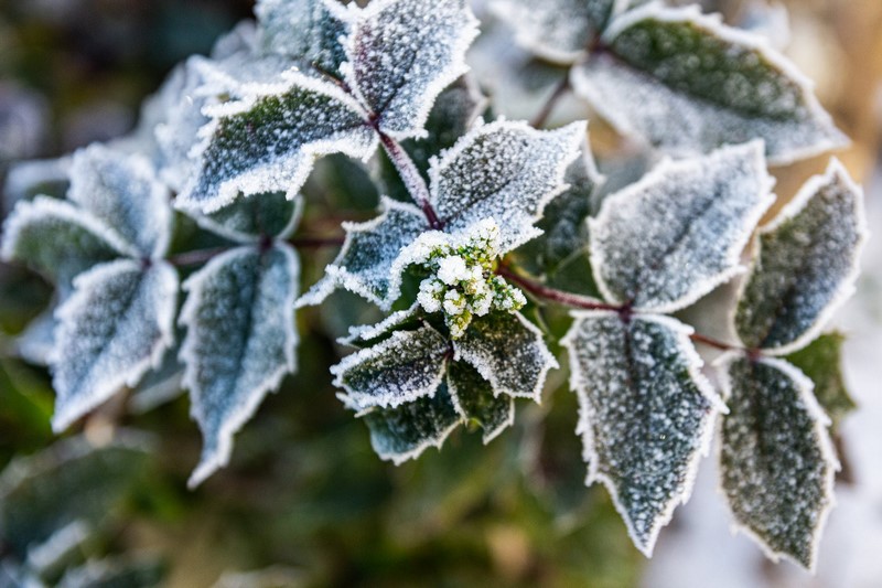 plante avec gel en hiver