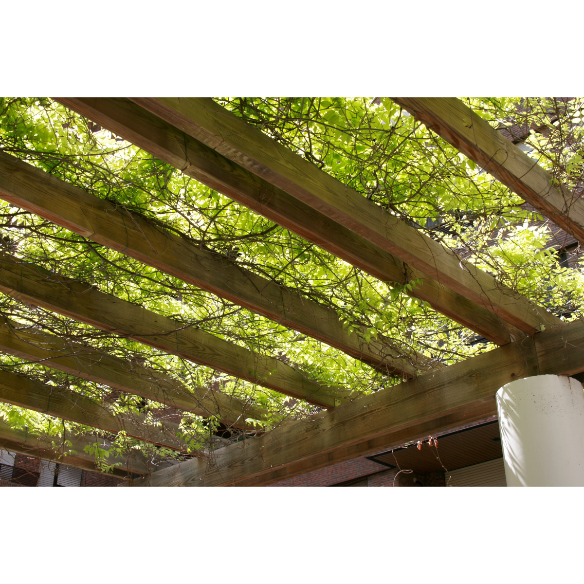 pergola vegetale