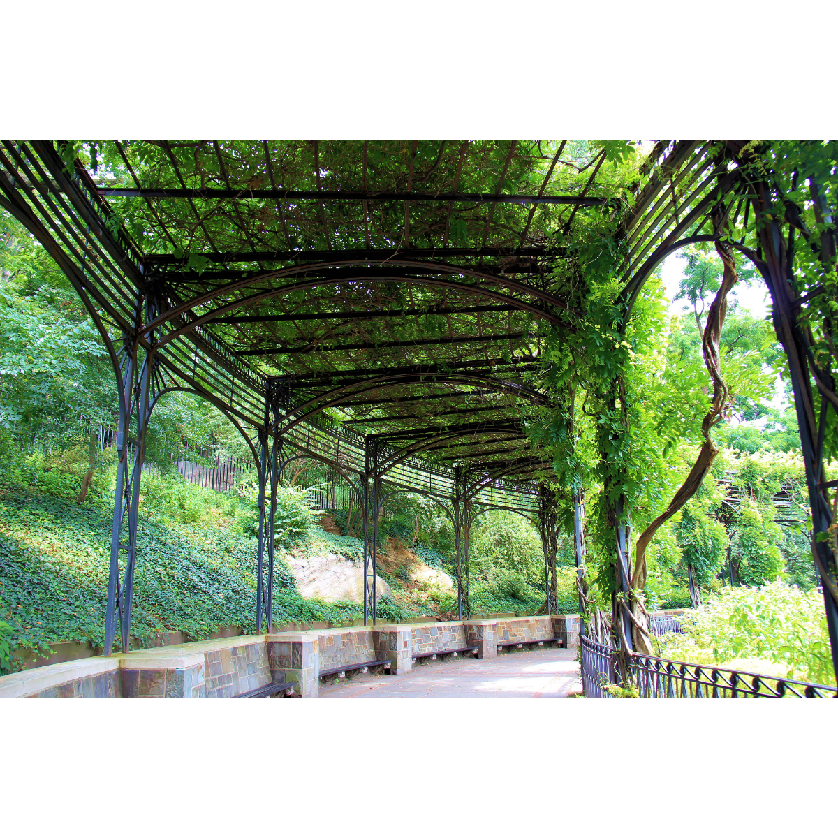 Une grande pergola avec des plantes vertes qui abrite un sentier aménagé de bancs en pierre